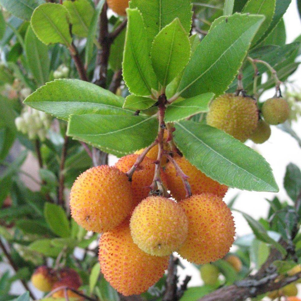 Kit haie fruitiere de climat doux - Image 2