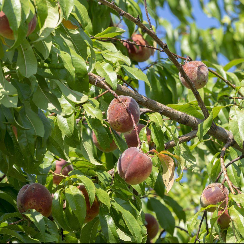 Kit haie fruitiere de climat doux - Image 1