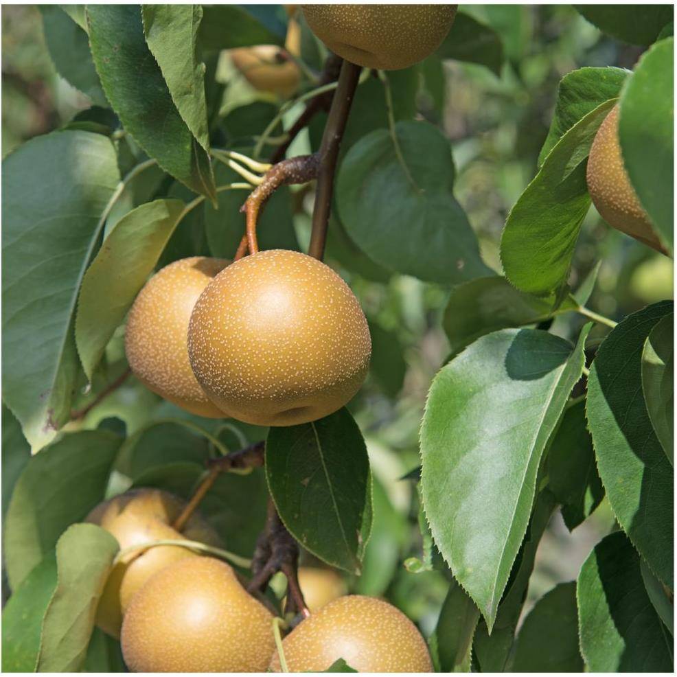 Kit haie fruitiere de climat doux - Image 4