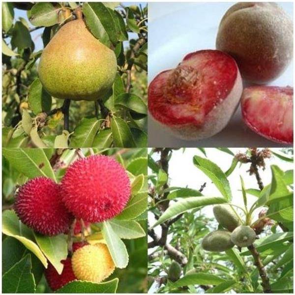 Kit haie fruitiere de climat doux - Image 6