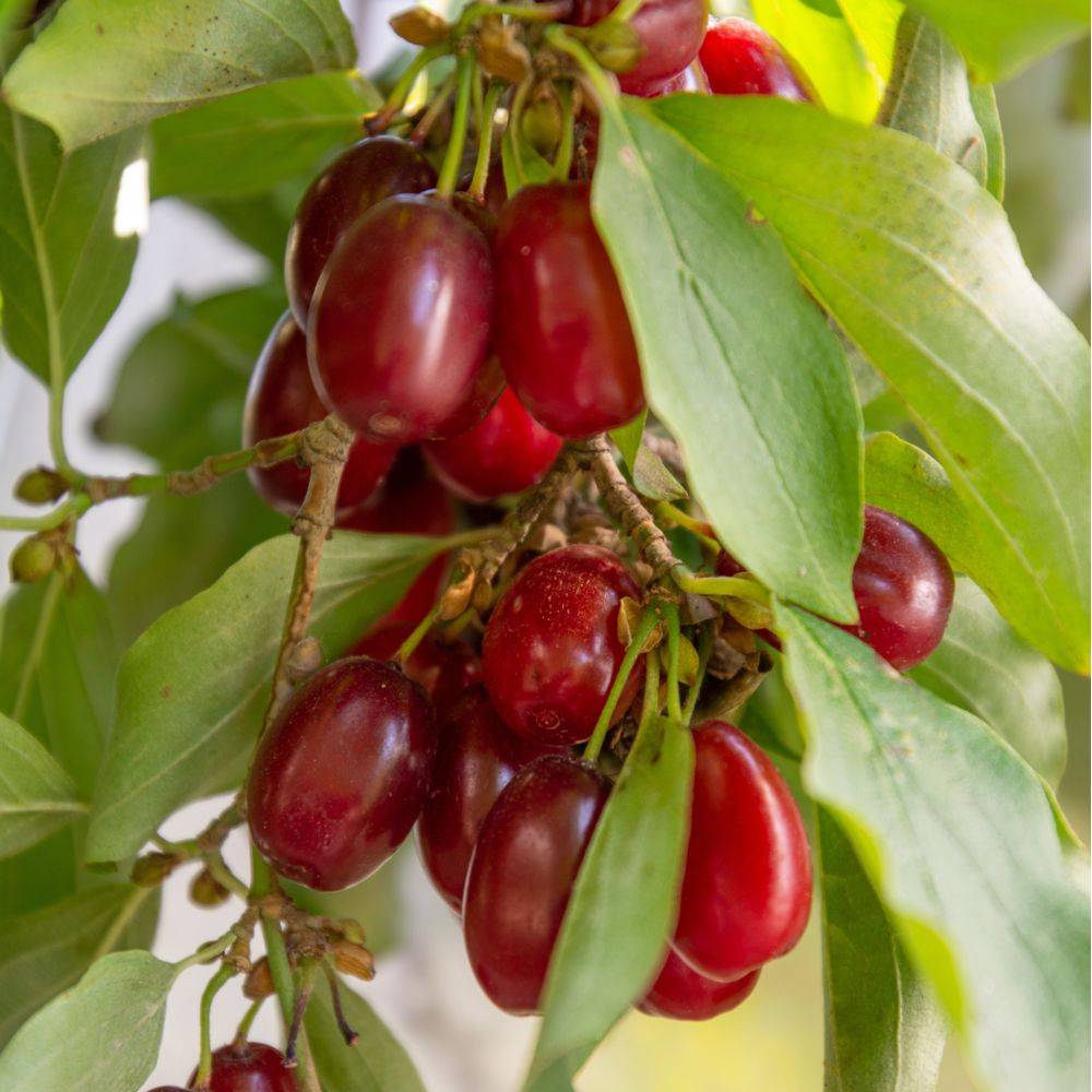 Kit haie fruitiere de climat doux - Image 7