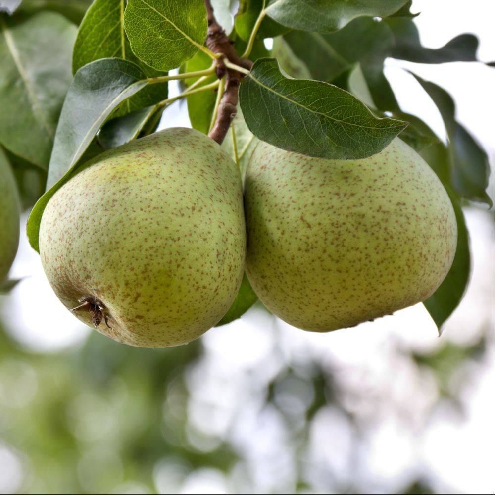 Kit haie fruitiere de climat doux - Image 5