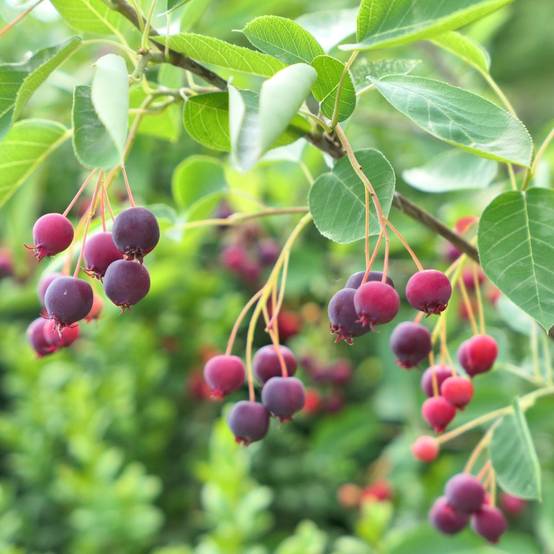 Kit haie fruitiere de climat doux - Image 8