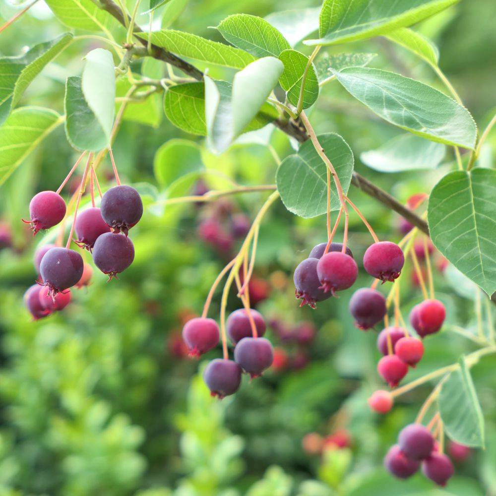 Kit haie fruitiere de climat doux - Image 8