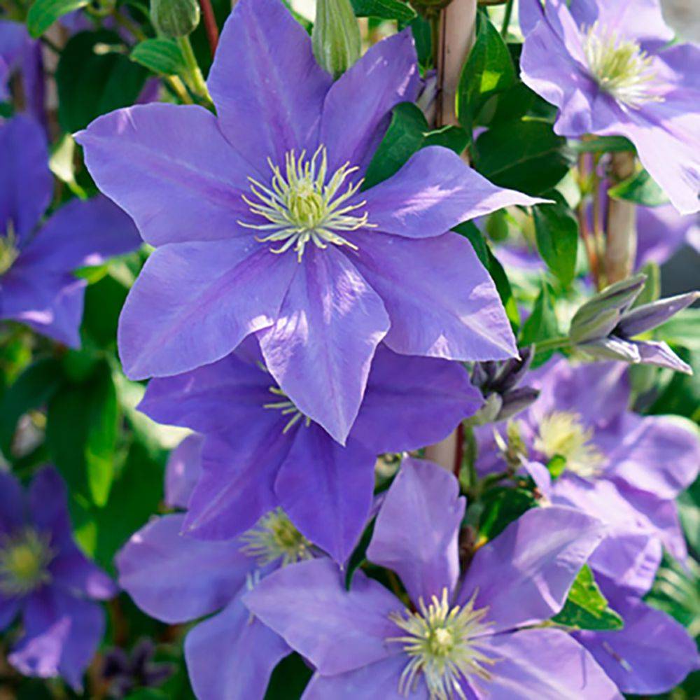 Clématite 'Fuji Musume'
