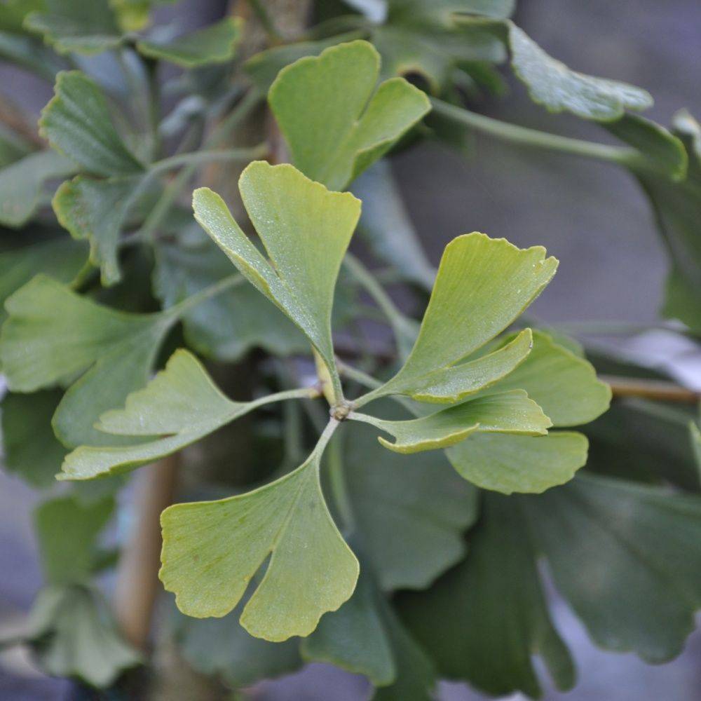 Ginkgo biloba 'Princeton Sentry'
