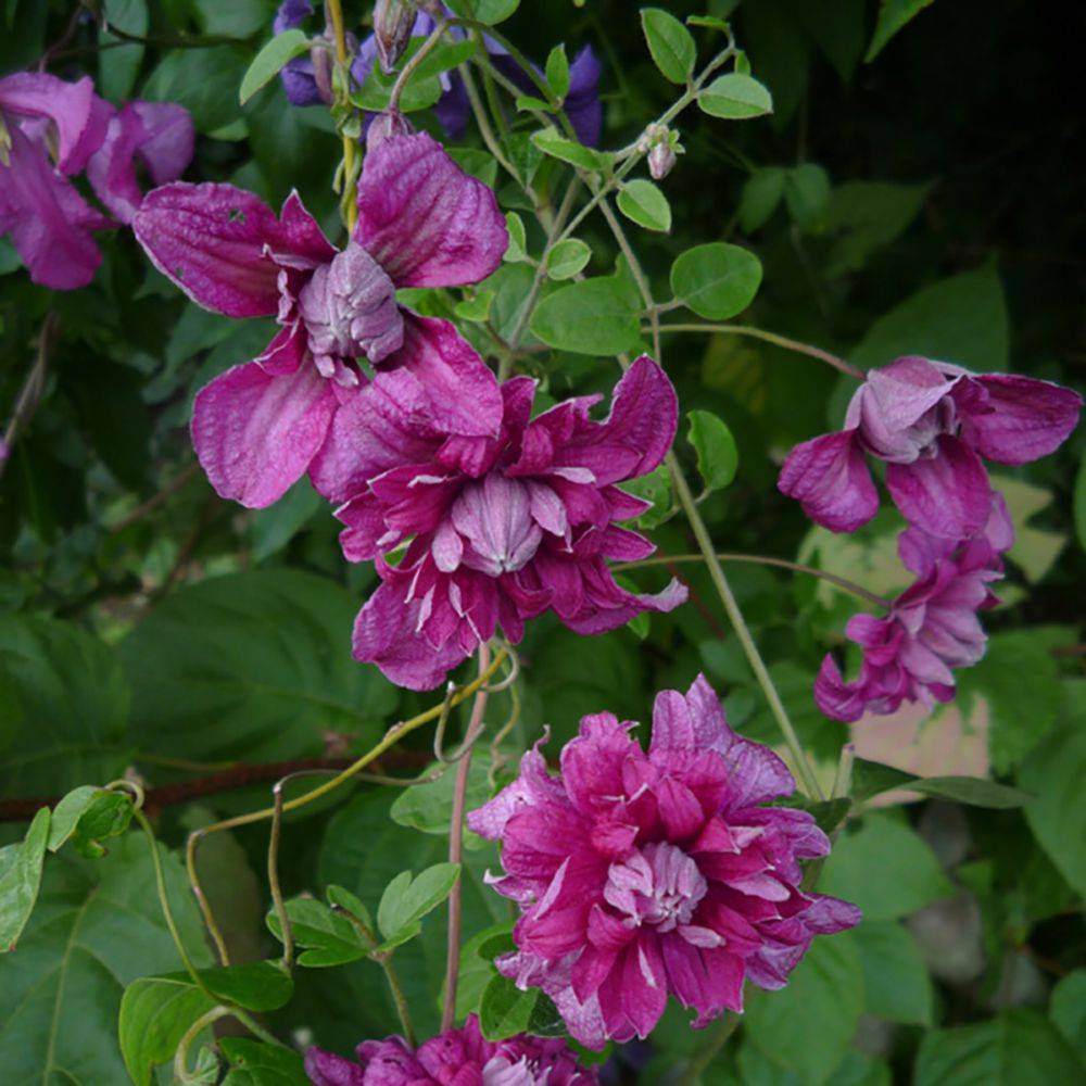 Clématite viticella 'Purpurea Elegans'