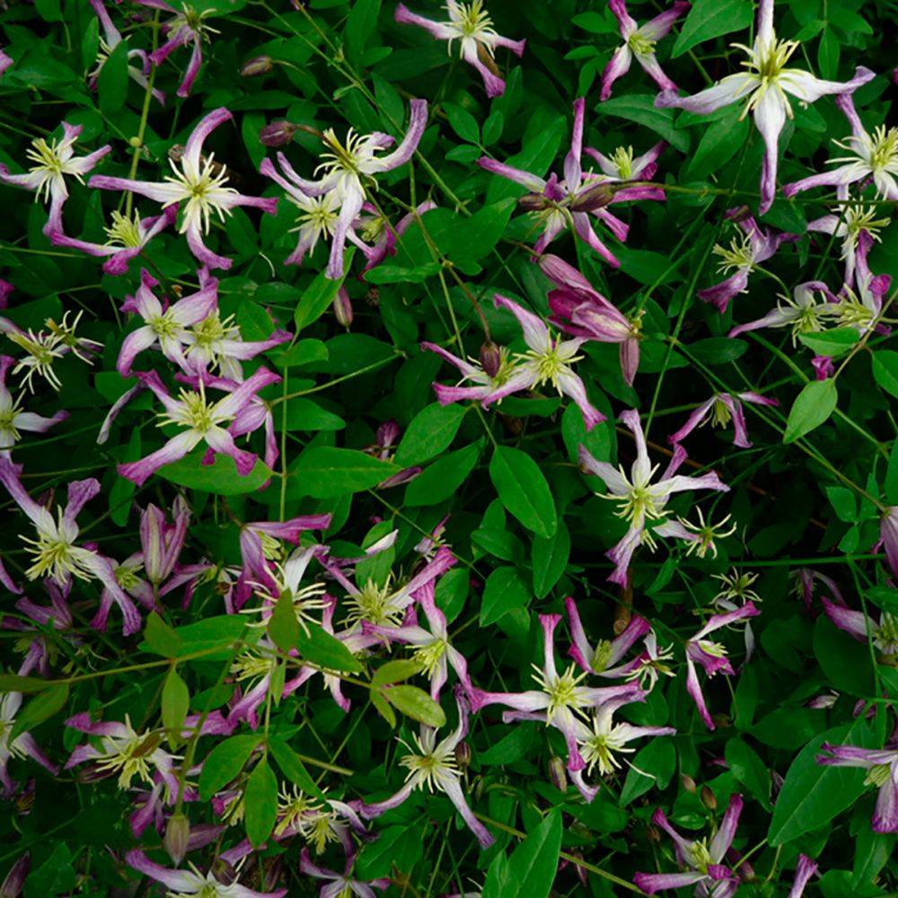 Clématite Rubra Marginata