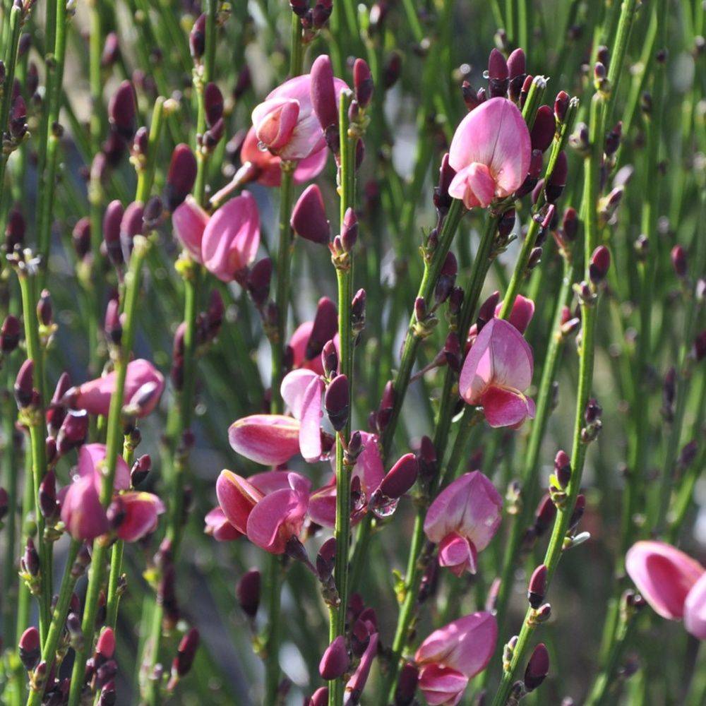 Genêt Hollandia - Cytisus - Image 1