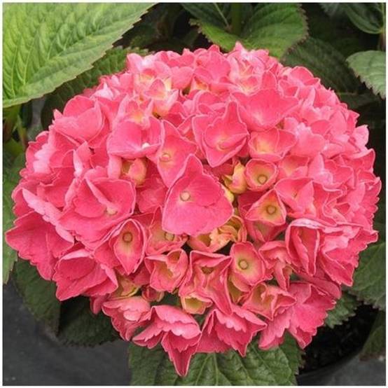 Hydrangea macrophylla 'Red Baron' - Hortensia