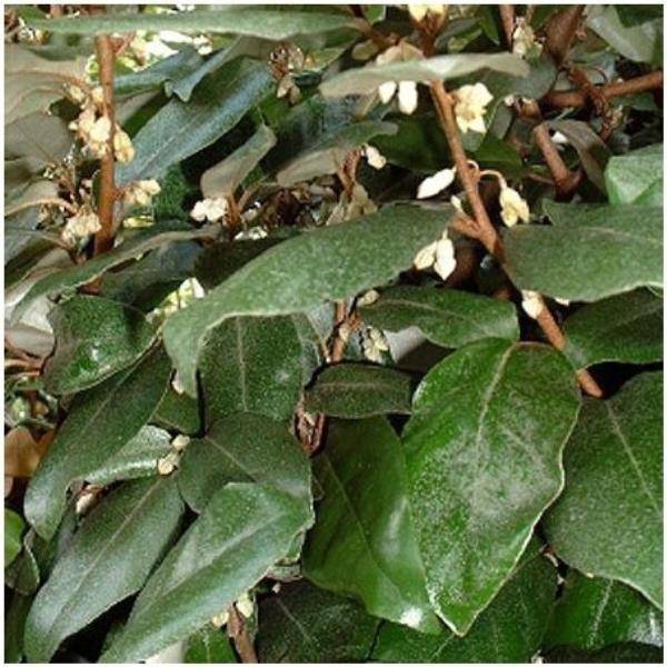 Elaeagnus ebbingei