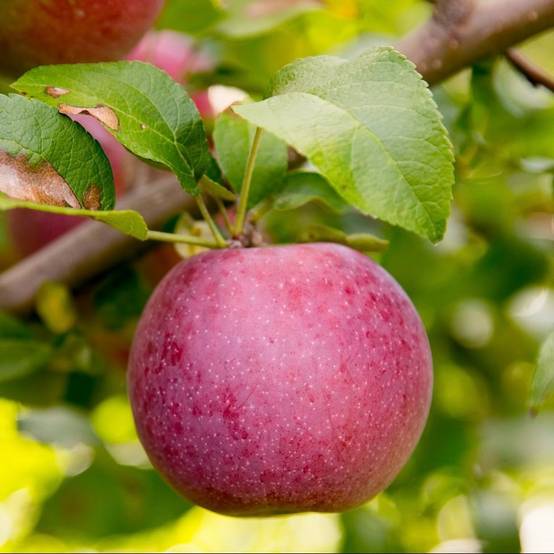 Kit de haie fruitière : 4 pommiers en cordon - Image 1