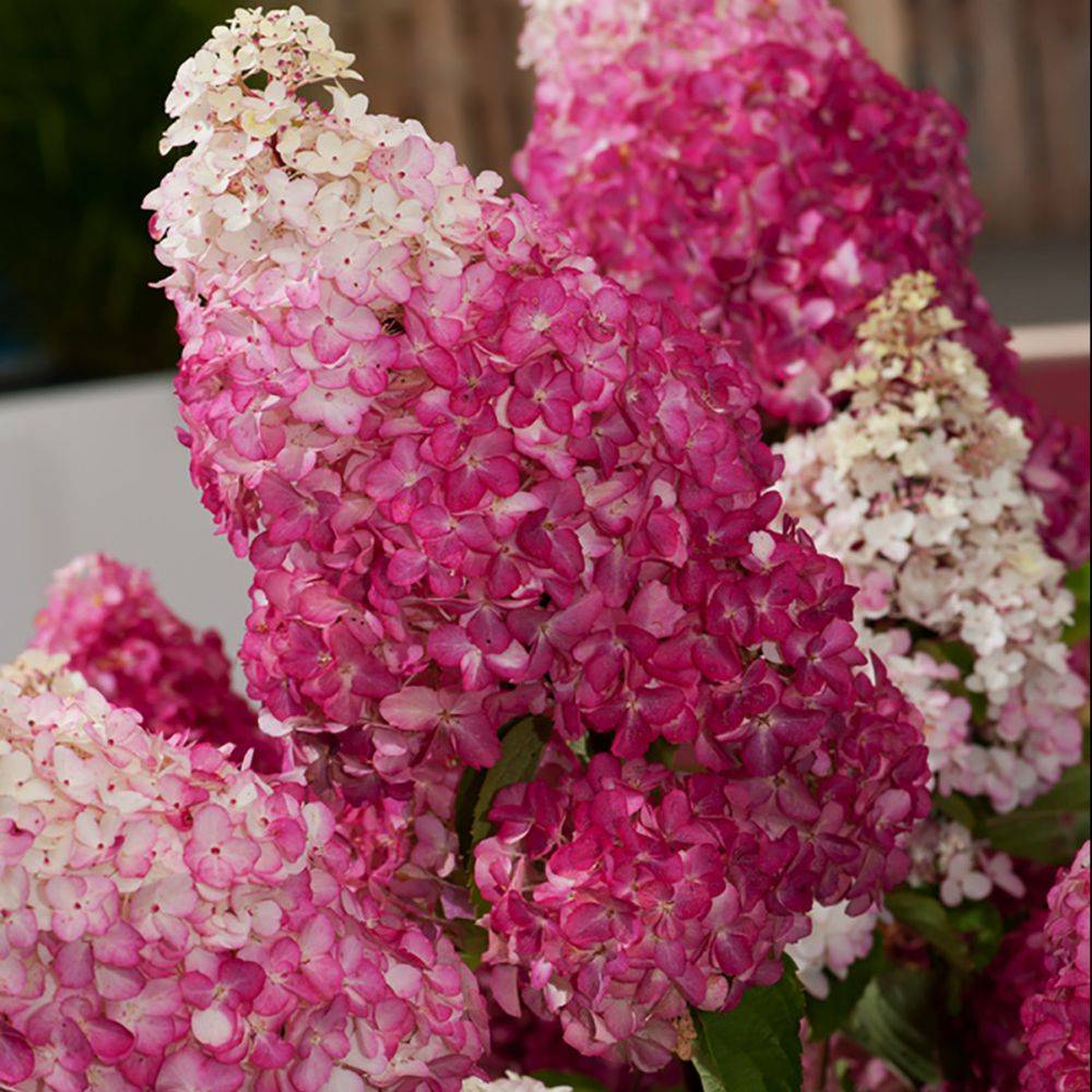 Hortensia paniculata Fraise Melba® - Image 3