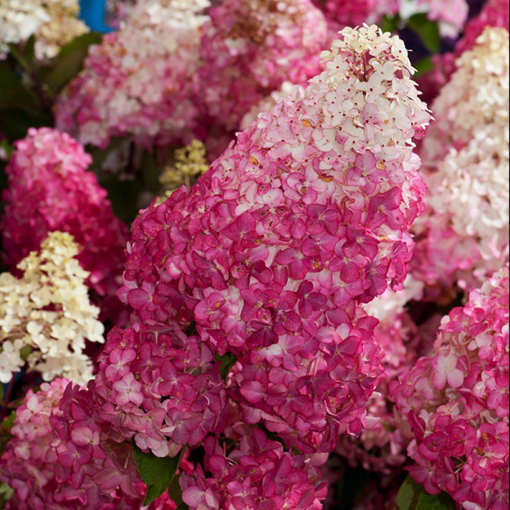 Hortensia paniculata Fraise Melba® - Image 1