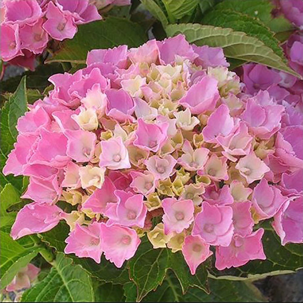 Hortensia Xian rose
