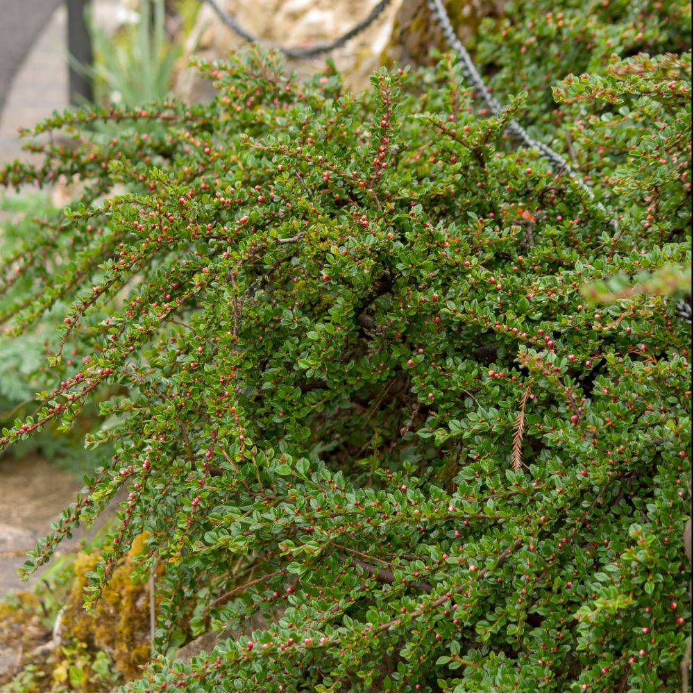 Cotoneaster rampant Skogholm