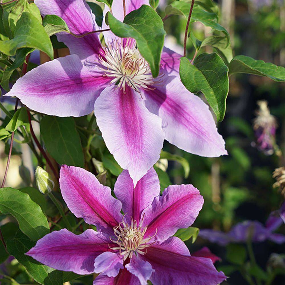 Clématite 'Docteur Ruppel'