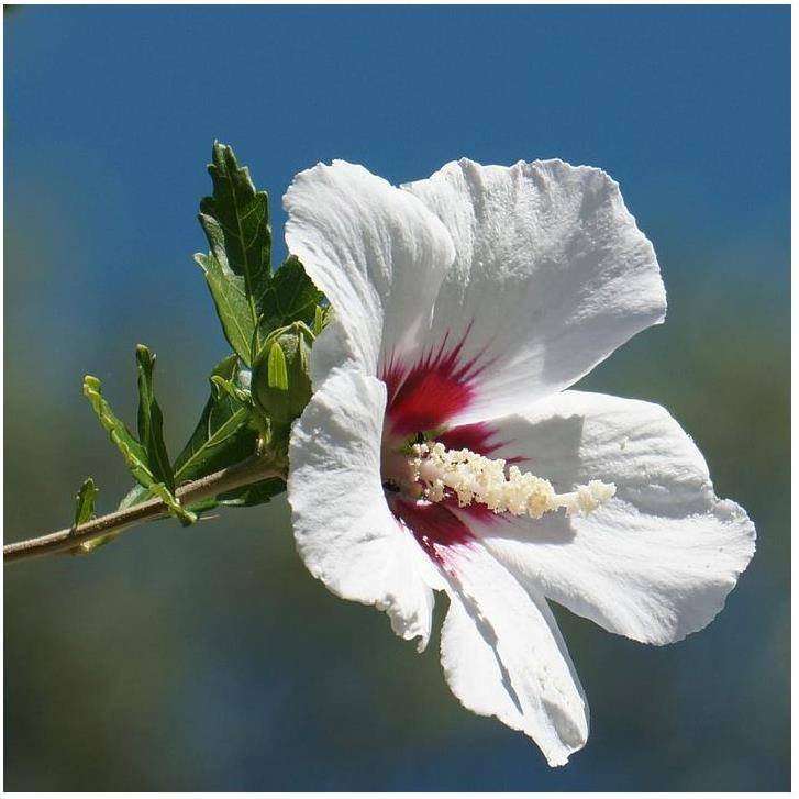 Hibiscus syriacus 'Red Heart'