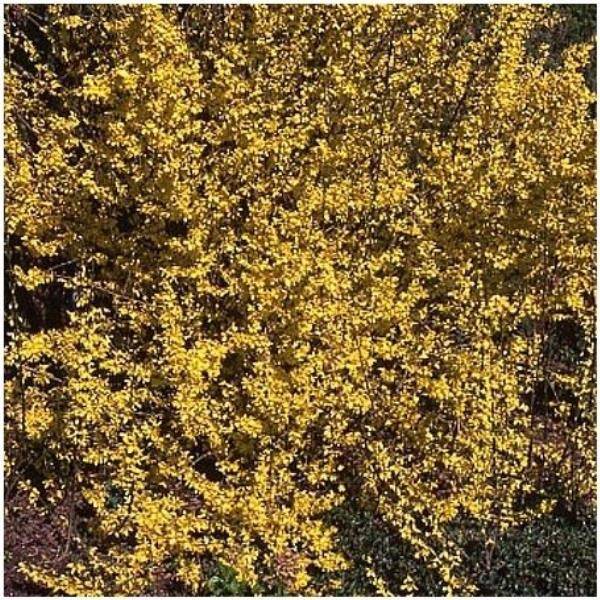 Forsythia  'Week-end' ®  Courtalyn