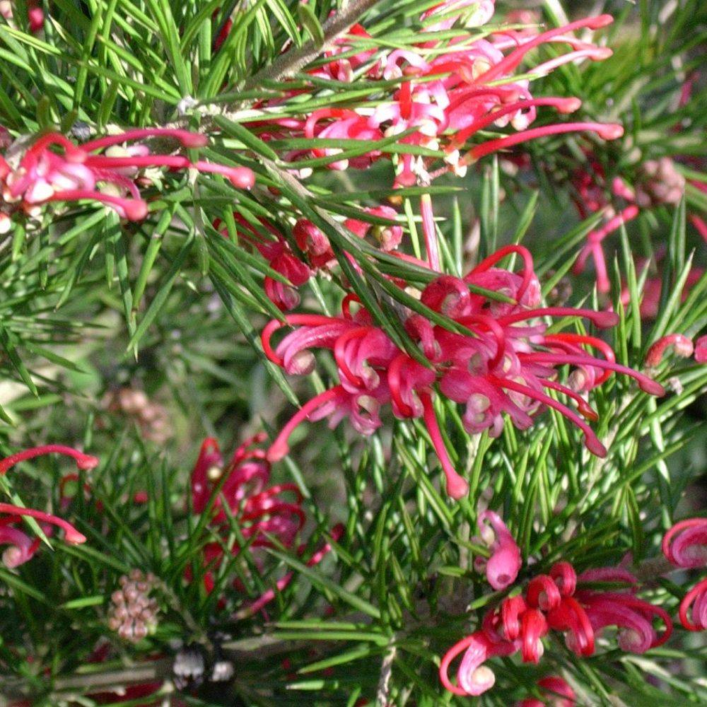 Grévilléa juniperina