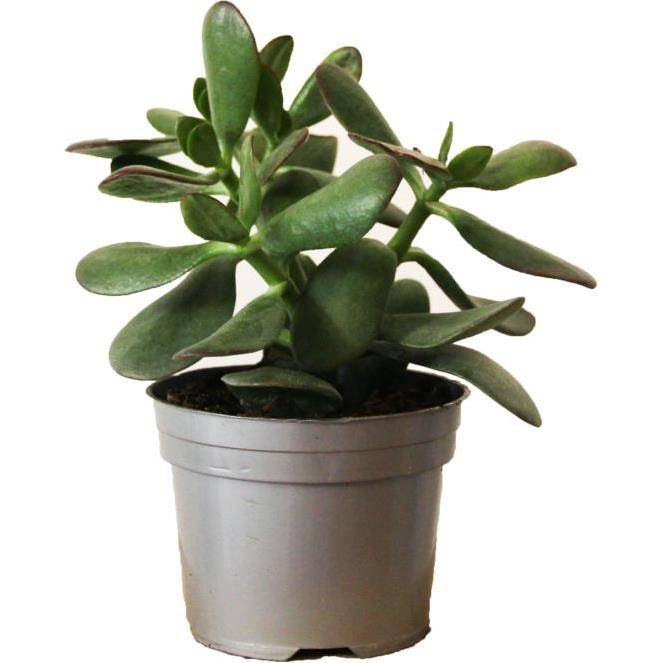 Crassula ovata sunset - Image 2