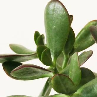 Crassula ovata sunset
