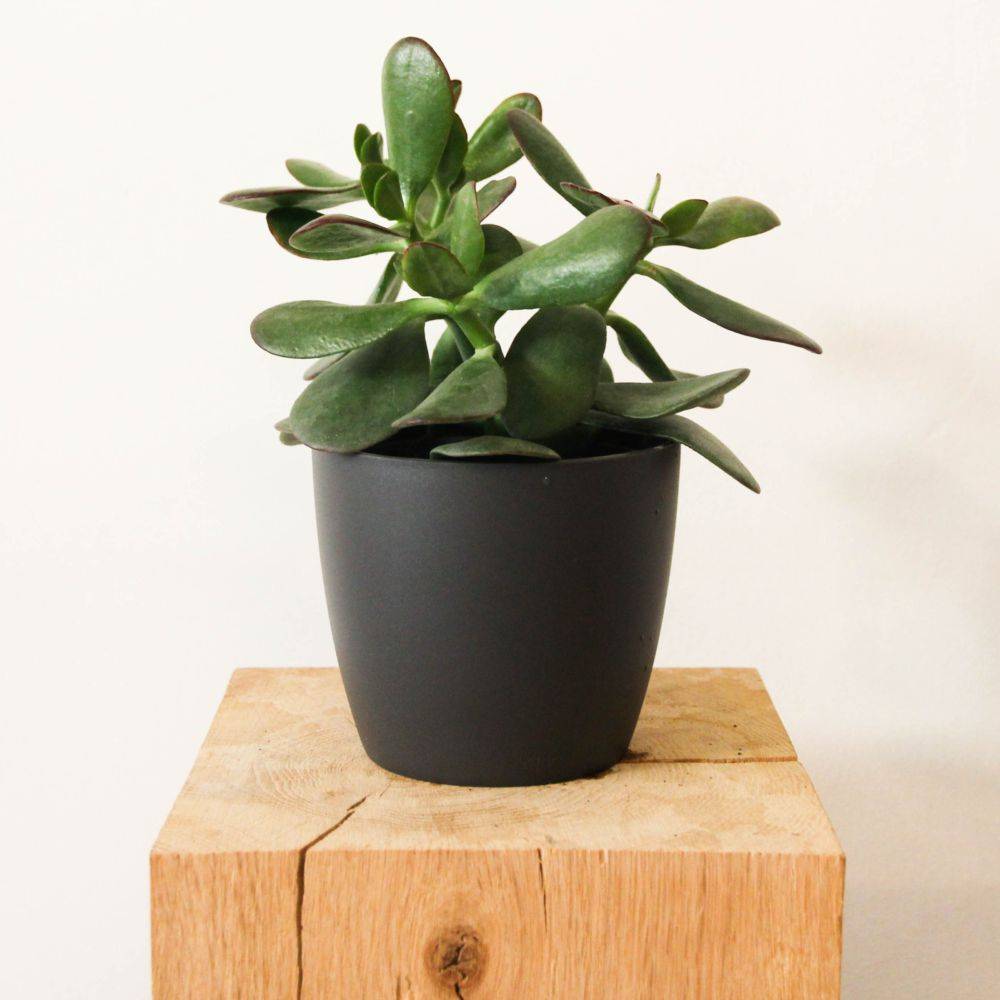 Crassula ovata sunset - Image 3
