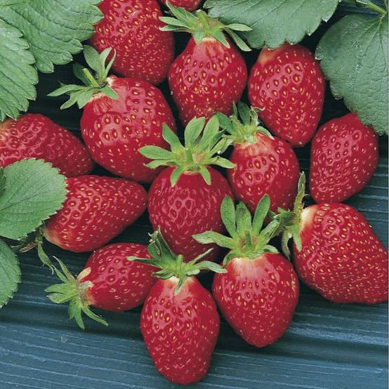 Fraisier Collection DELBARD - Pot de 2 litres - Image 1