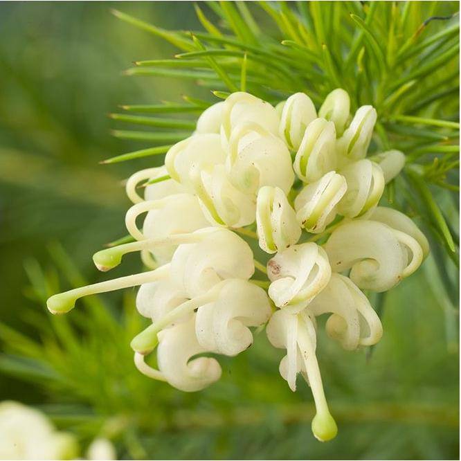 Grevillea gracilis 'Alba Bianca'
