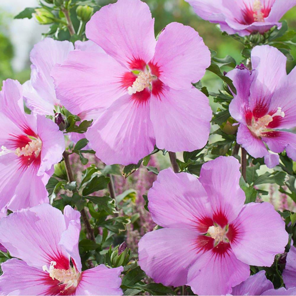 Hibiscus syriacus 'Russian violet'