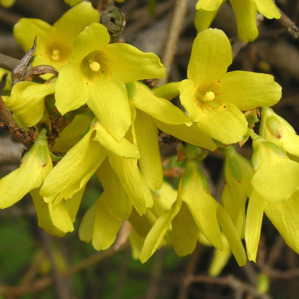 Forsythia Lynwood gold