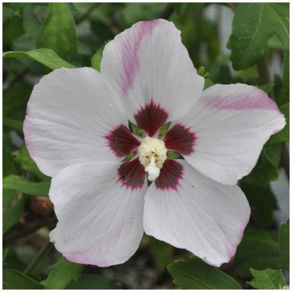 Hibiscus syriacus 'Hamabo'