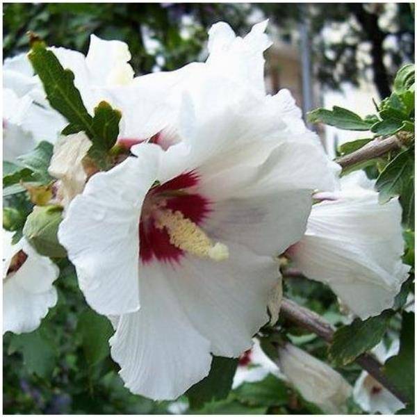 Hibiscus syriacus 'Hamabo' - Image 2