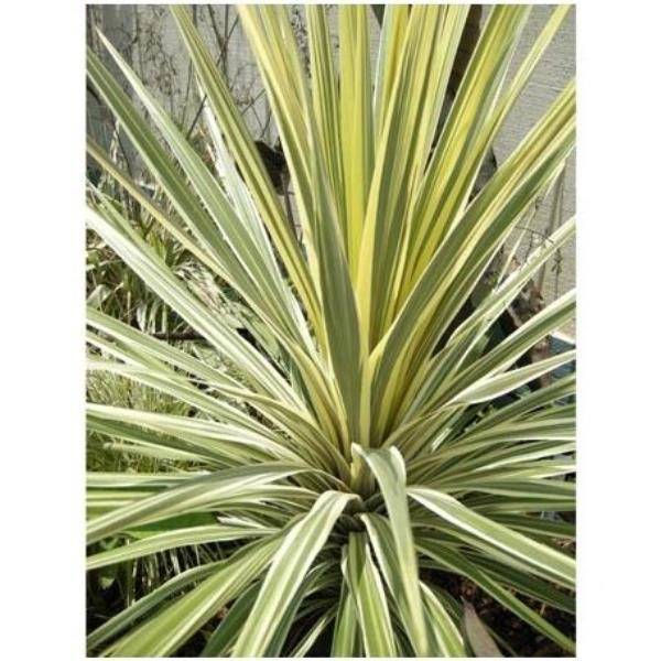 Cordyline 'Torbay Dazzler' - Image 1