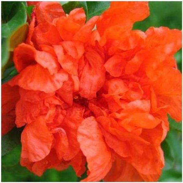 Grenadier d'ornement 'Maxima Rubra'