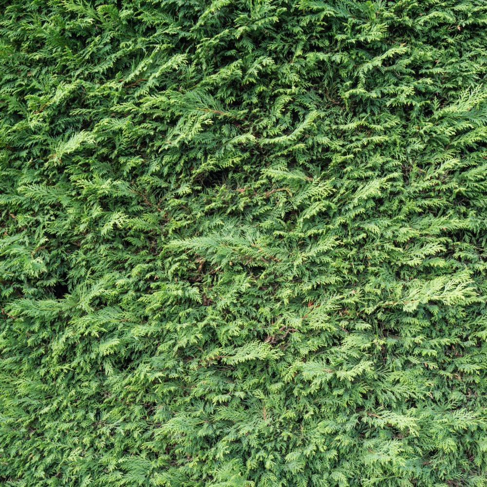 Cyprès de Leyland - Imagen 4