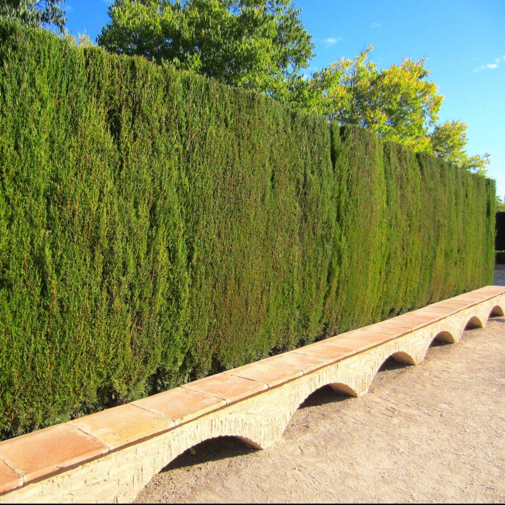 Cyprès de Leyland - Imagen 2