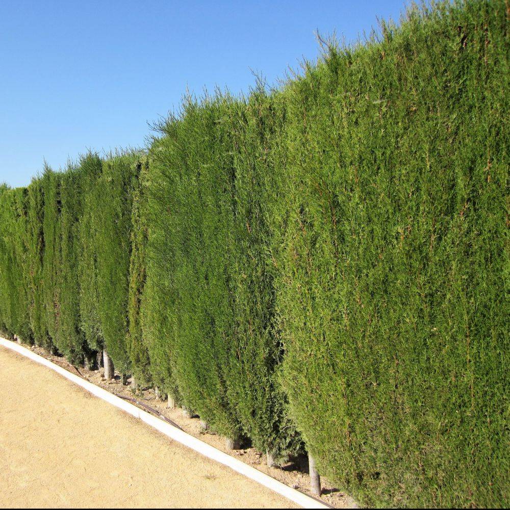 Cyprès de Leyland - Imagen 7