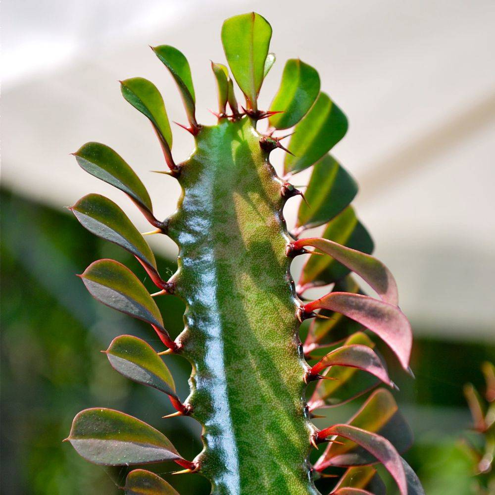 EUPHORBIA trigona - Image 3