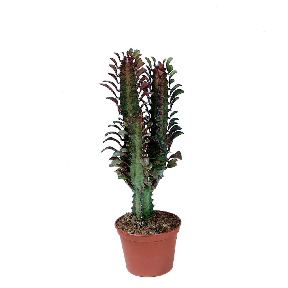 EUPHORBIA trigona - Image 1