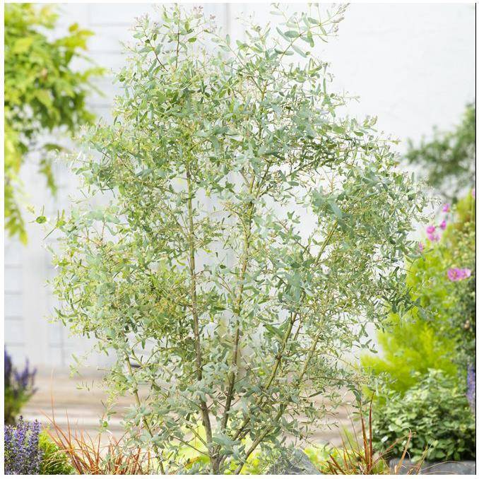 Eucalyptus gunnii France Bleu® - Image 1