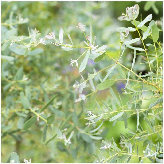 Eucalyptus gunnii France Bleu® - Image 2
