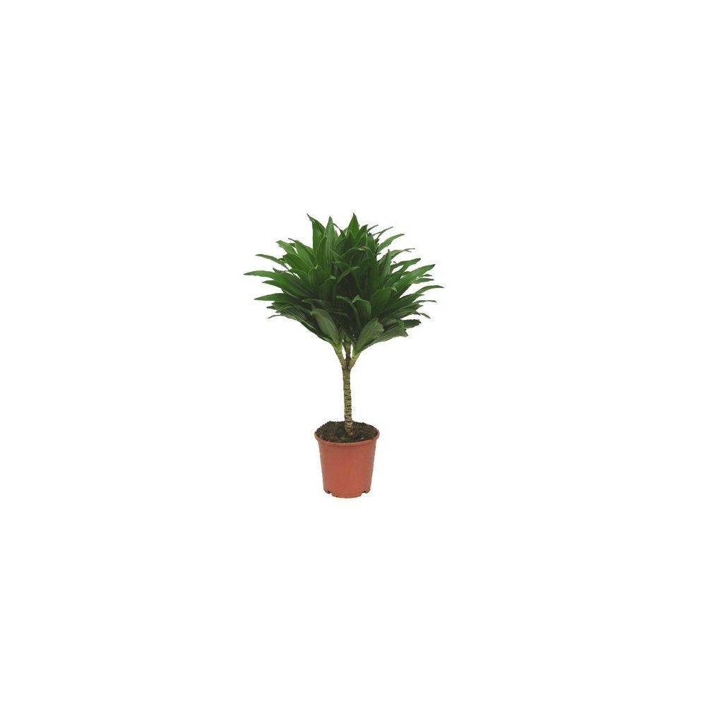 DRACAENA fragrans 'Compacta' - Image 1