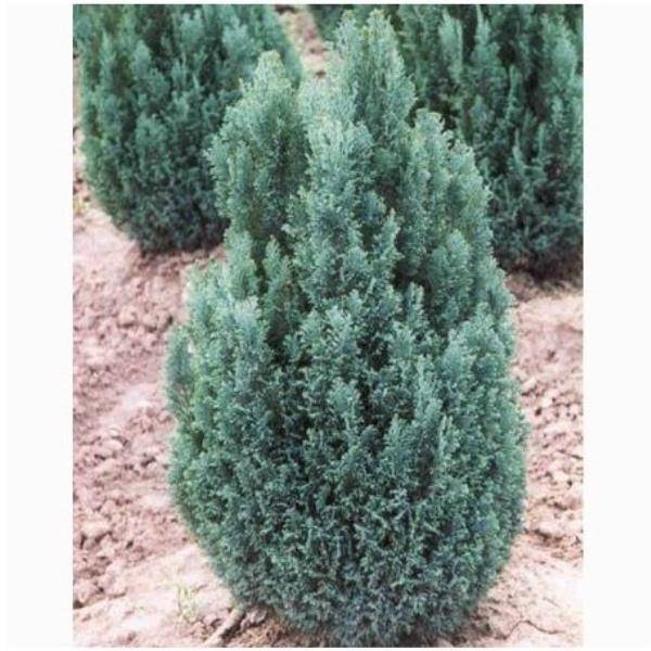 Faux Cyprès de Lawson 'Ellwoodii'