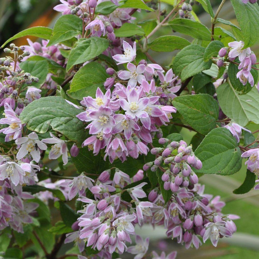 Deutzia 'Tourbillon rouge' - Image 1