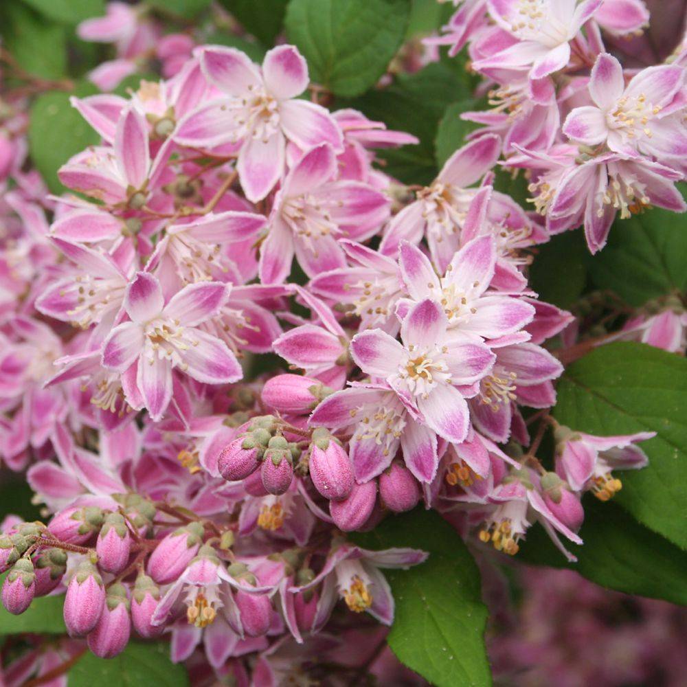 Deutzia 'Tourbillon rouge' - Image 2