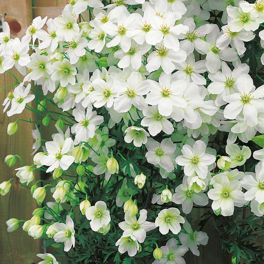 Clématite 'Avalanche'