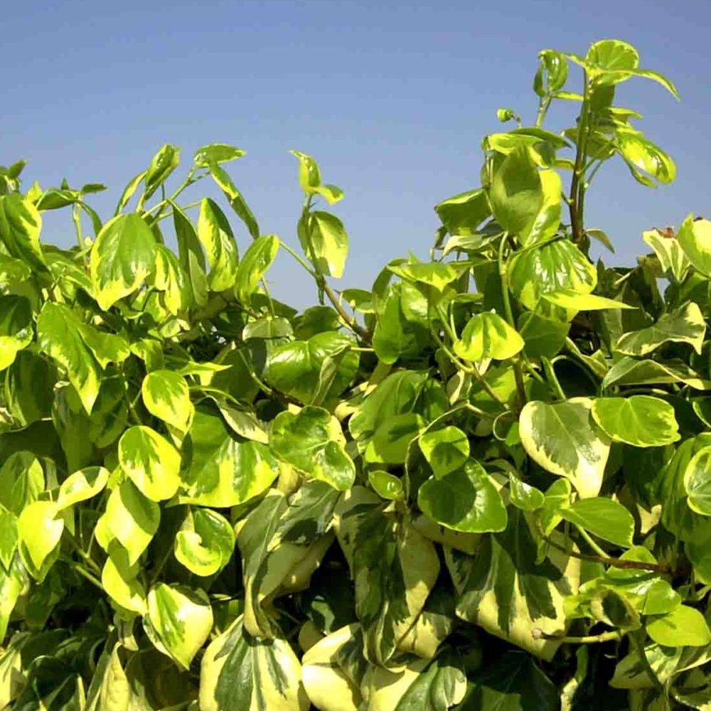 Lierre de Colchide 'Dentata Variegata' - Image 1