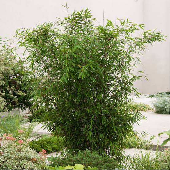 Bambou moyen : Fargesia Winter Joy - Image 2