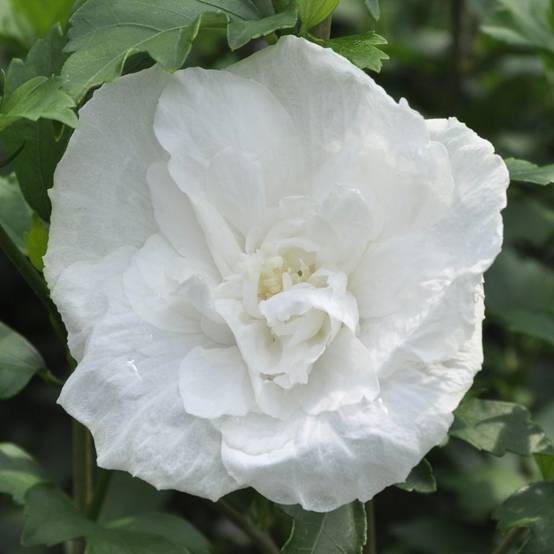 Hibiscus syriacus 'White Chiffon'